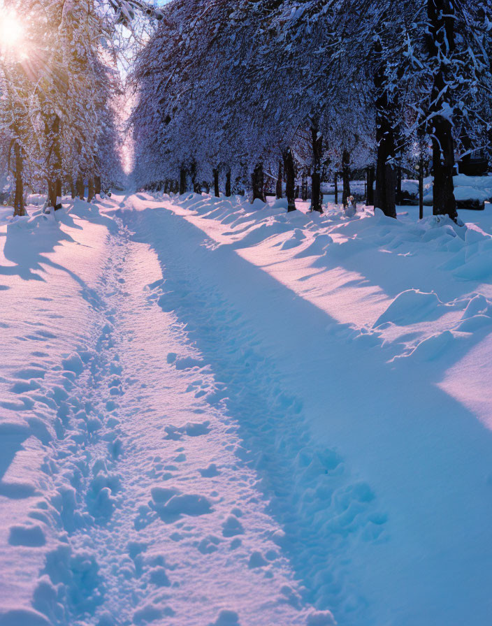 Snowy Path Flanked by Trees in Pinkish-Purple Dusk or Dawn