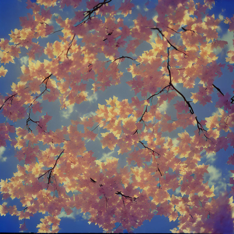 Vibrant orange maple leaves under blue sky with fluffy clouds