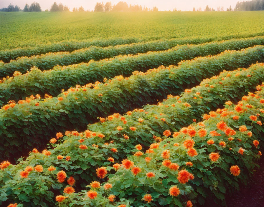 Vibrant Orange Flowers Blooming in Farm Fields with Forest Background