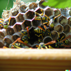 Detailed Close-Up of Sparkling Beehive with Bees and Golden Hexagonal Cells