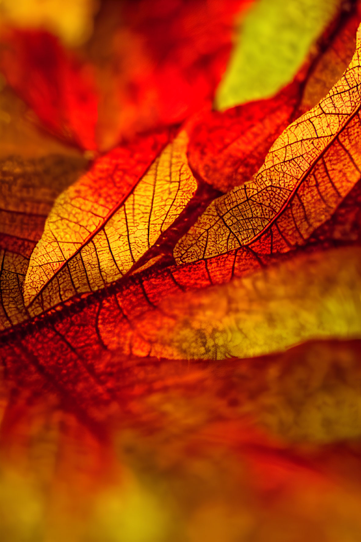 Detailed Close-Up of Autumn Leaves' Warm Gradient and Textures