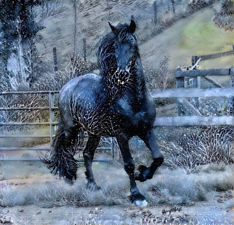 Friesian Fantasy