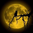 Silhouette of Cat on Twisted Branch Under Full Moon with Golden Glow