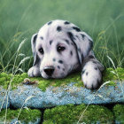 Blue-eyed Dalmatian puppy resting on wet surface with water splashes.