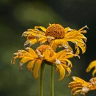 Vibrant sunflower with yellow petals and brown center in forest setting