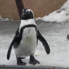 Colorful Penguin with Blue Wing Holding Orange Umbrella in Rainy Scene