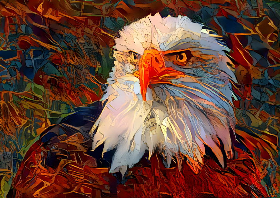 Bald Eagle