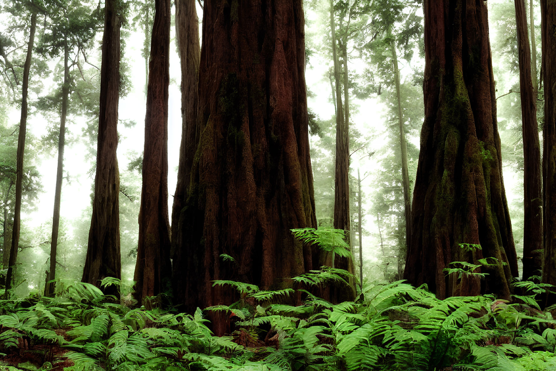 Towering Redwood Trees in Misty Forest Scene