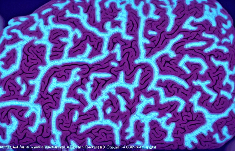 Detailed Close-Up of Pink and Blue Brain Coral Ridges