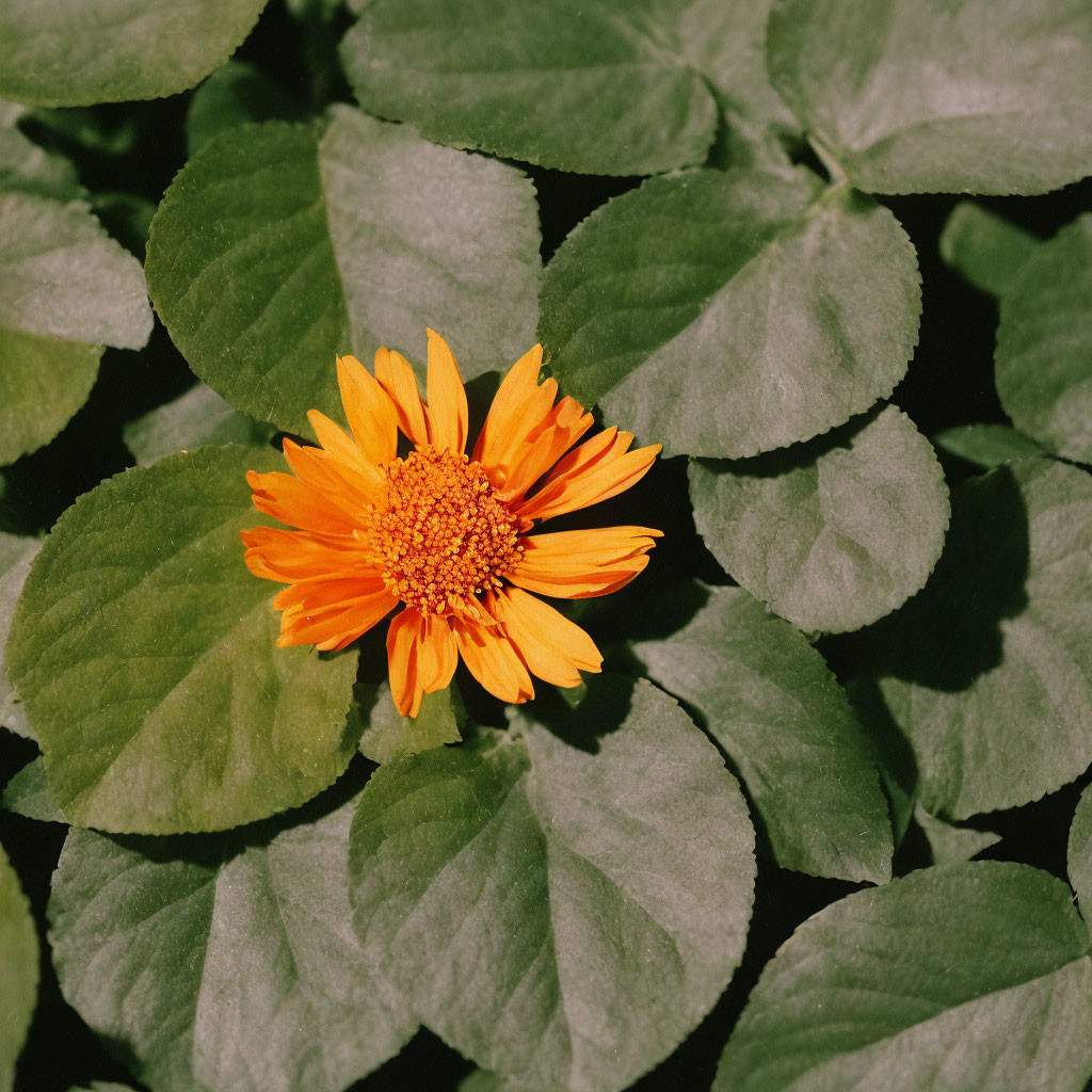 Vibrant Orange-Yellow Flower with Ragged Petals and Green Leaves