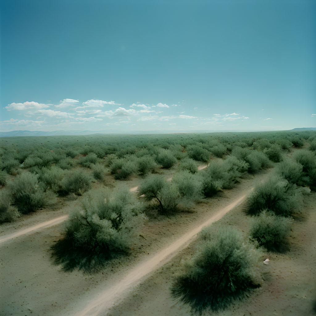 Desert landscape with dirt road and green shrubbery