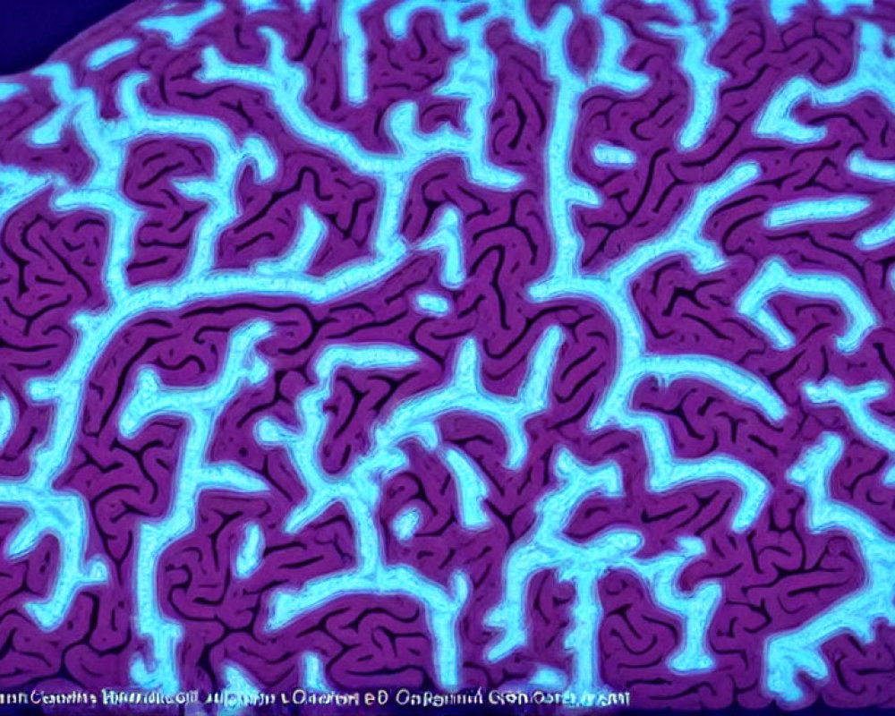 Detailed Close-Up of Pink and Blue Brain Coral Ridges