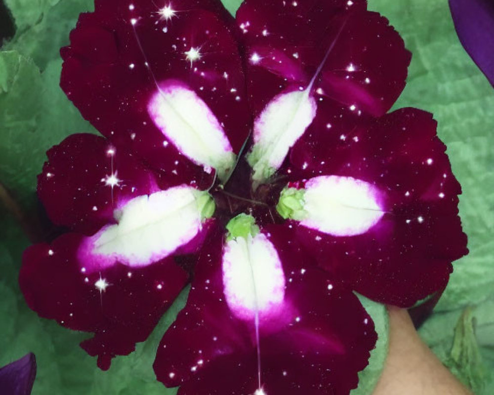 Vibrant purple flower with white speckles and patterns on green leaves