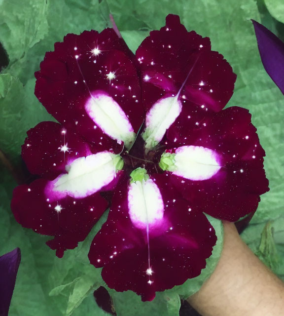 Vibrant purple flower with white speckles and patterns on green leaves