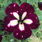 Vibrant purple flower with white speckles and patterns on green leaves