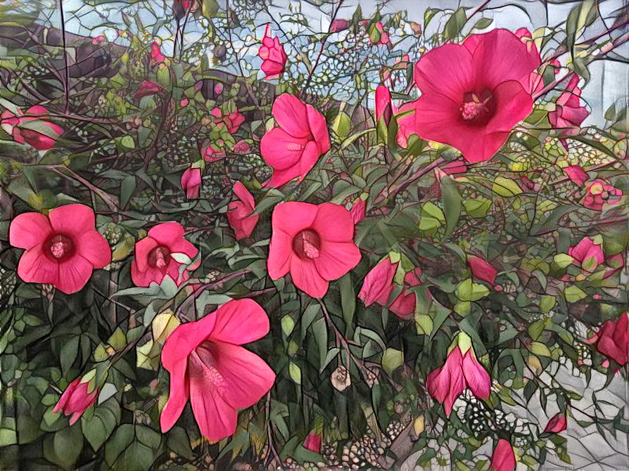 Rose mallow