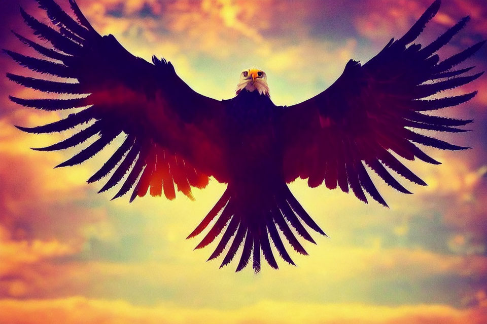 Eagle soaring with spread wings in colorful sunset sky