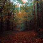 Dark forest with red leaves, serene path, and reflective pond