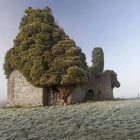 Charming cottage with ivy-covered roof in misty setting