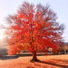 Large tree with red foliage and wooden treehouse in misty background