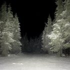 Tranquil Nocturnal Landscape with Trees and Lake