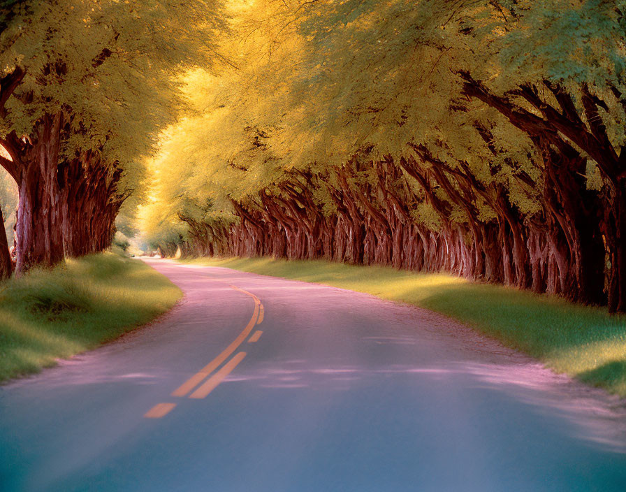 Tranquil tree-lined road with vibrant yellow and green canopy