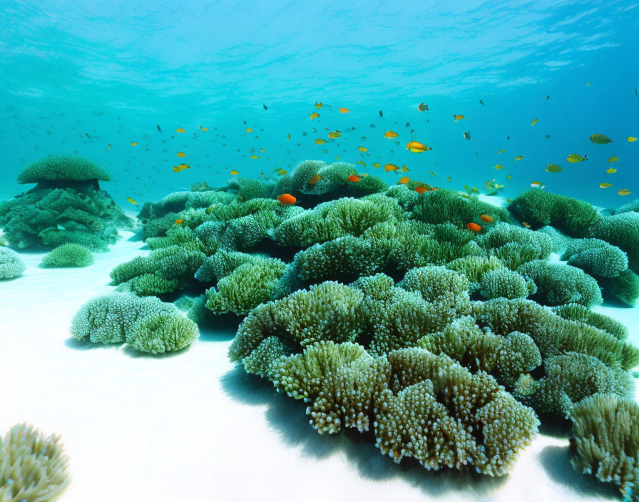 Vibrant coral formations and fish in underwater scene