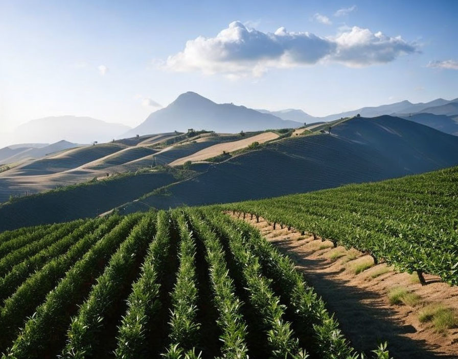 Lush agricultural landscape with orderly crops, rolling hills, and mountain vista