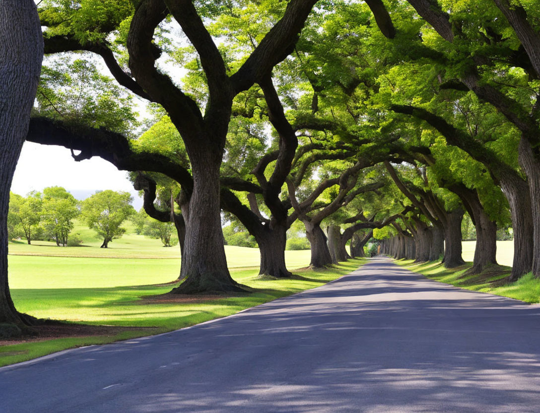 Tranquil tree-lined road with lush green arching trees.