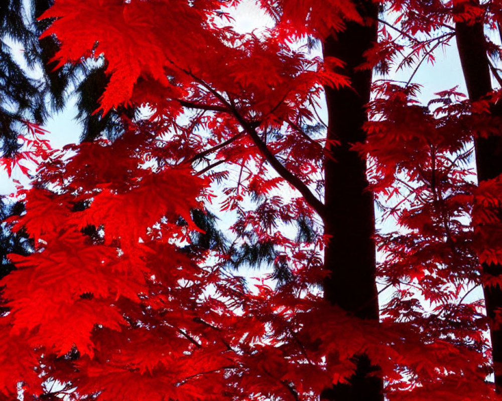 Vibrant red maple leaves against dark tree trunks under deep blue sky