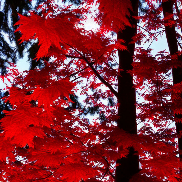 Vibrant red maple leaves against dark tree trunks under deep blue sky