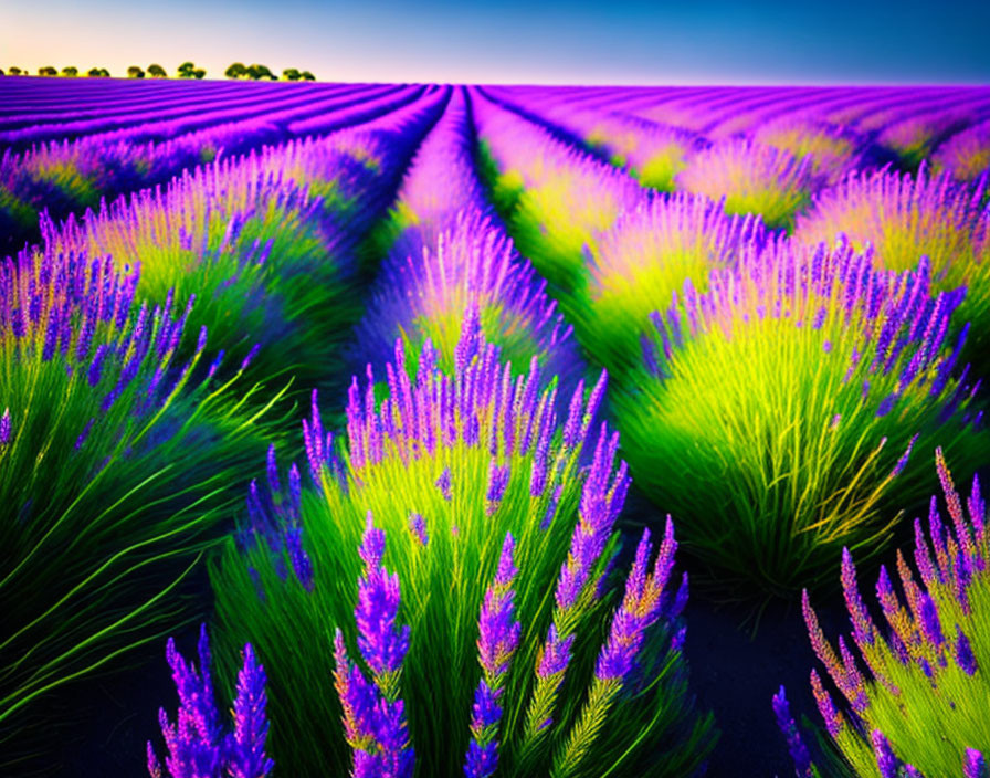 Lavender Fields at Dawn or Dusk: Rich Purple Hues Stretching to Horizon