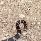 Detailed Metal Snake Sculpture on Rocky Surface