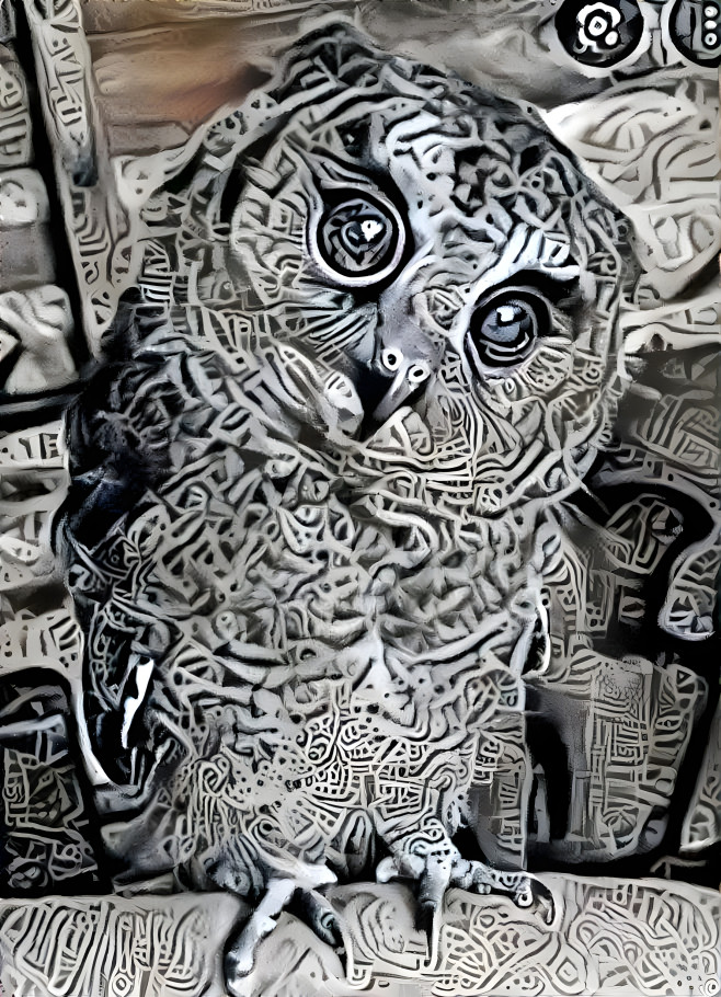 owl crazy owl