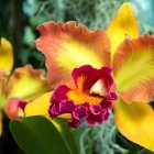 Vibrant Yellow and Pink Flowers with Green Leaves on Blue Background