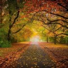 Colorful autumn forest scene with lake reflection and flowers