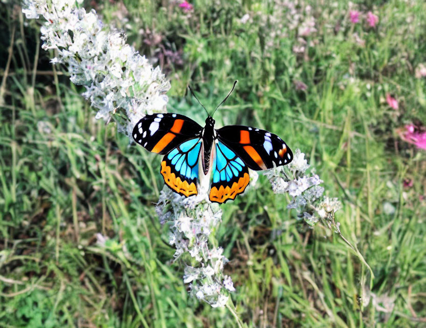 Colorful Butterfly on Flowers in Green Grass Scene