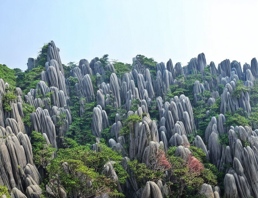 Lush green forest with tall karst limestone peaks