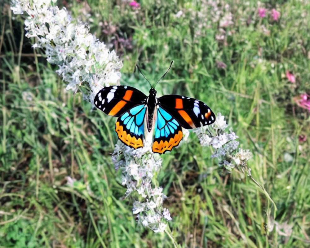 Colorful Butterfly on Flowers in Green Grass Scene