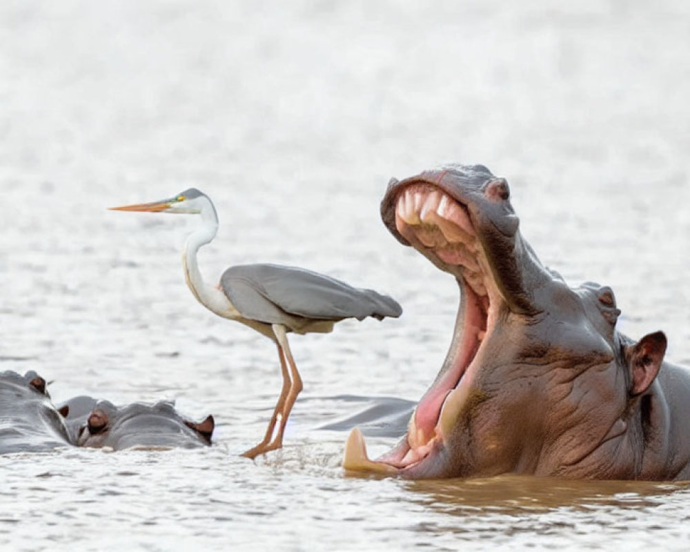 Yawning Hippopotamus in Water with Large Teeth, Another Hippo, and Heron