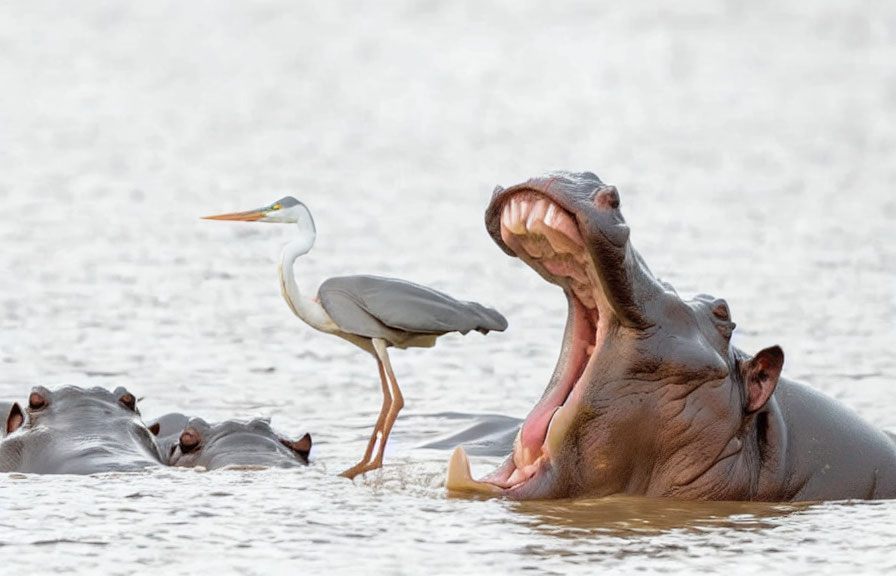 Yawning Hippopotamus in Water with Large Teeth, Another Hippo, and Heron