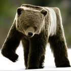 Brown Bear with Thick Fur Walking Towards Camera