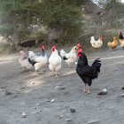 Flock of chickens with black rooster on dirt ground with trees