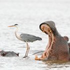 Yawning Hippopotamus in Water with Large Teeth, Another Hippo, and Heron