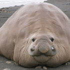 Elephant seal resting on sandy beach with closed eyes