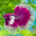 Colorful Betta Fish Illustration with Elaborate Fins in Pink and Blue