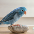 Vibrant bird illustration on branch with blue feathers and flowers