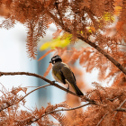 Colorful Birds on Branches with Flowers, Butterflies, and Waterfall