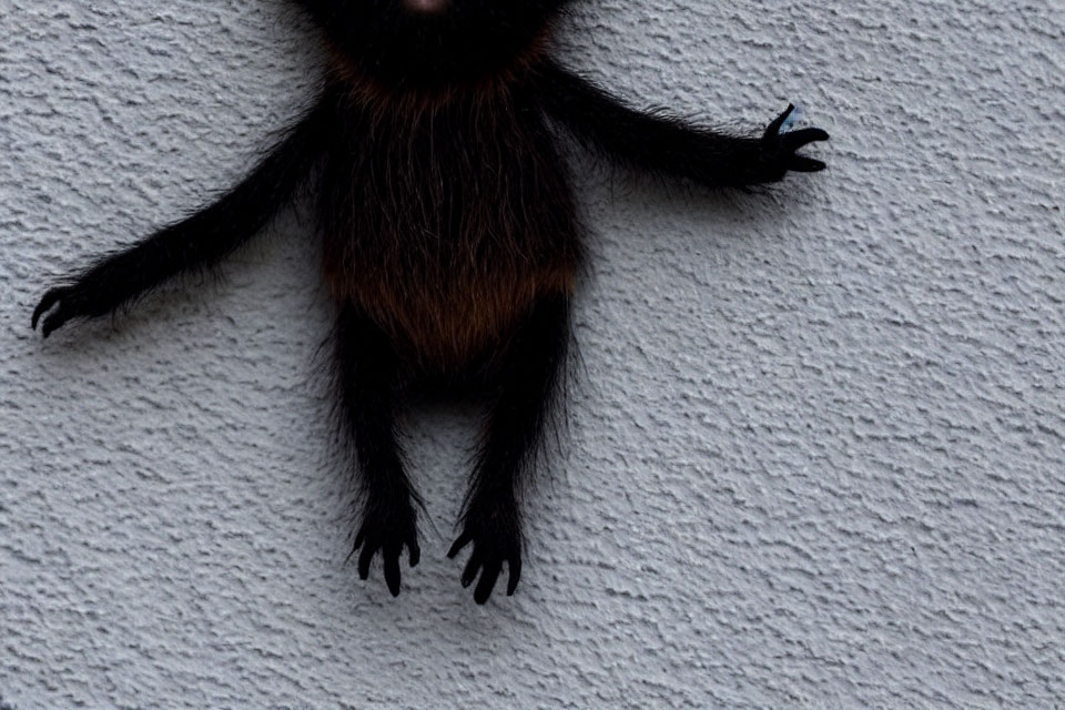 Black and Brown Spider with Long Legs on Textured White Wall