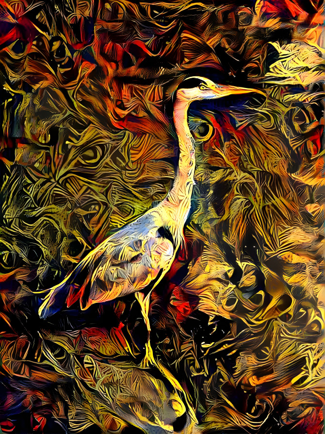 Grey Heron